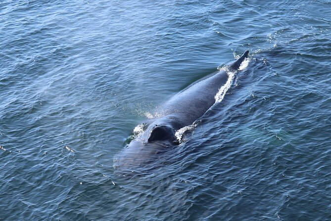 Reykjavik Whale Watching and Lava Show - Two icons of Iceland: whales plus a real lava show