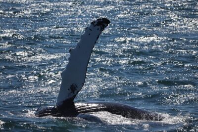 Reykjavik Whale Watching and Lava Show - How the whale-watching cruise really works