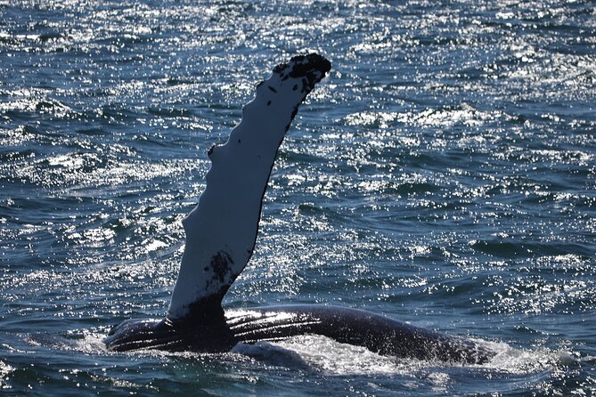 Reykjavik Whale Watching and Lava Show - How the whale-watching cruise really works