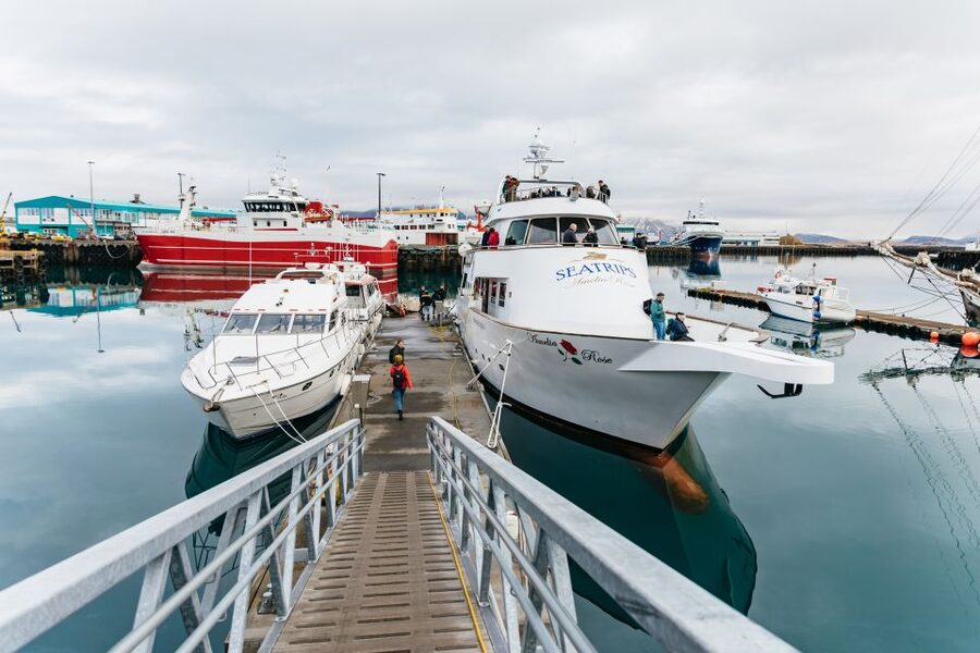 Reykjavík: Whale Watching Cruise on the Amelia Rose Yacht - Price and value: is $107 per person fair?
