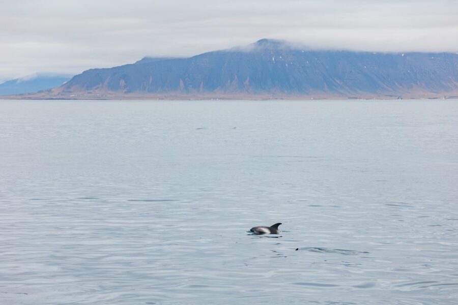 Reykjavík: Whale Watching Cruise on the Amelia Rose Yacht - Why the Amelia Rose yacht is a solid whale-watching choice in Reykjavik