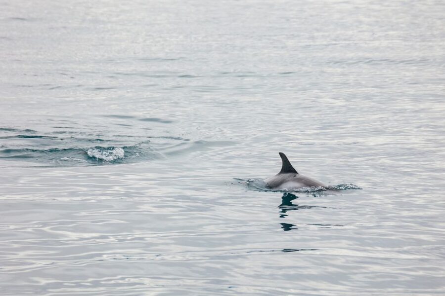 Reykjavík: Whale Watching Cruise on the Amelia Rose Yacht - The wildlife you’re hunting: humpbacks, minke whales, dolphins, and more