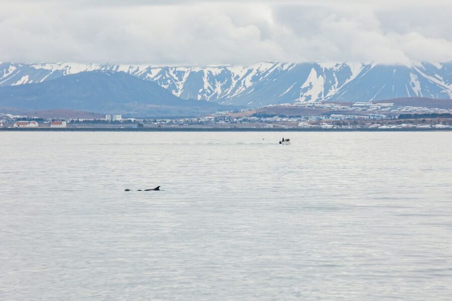 Reykjavík: Whale Watching Cruise on the Amelia Rose Yacht - How the crew finds whales and keeps the experience respectful