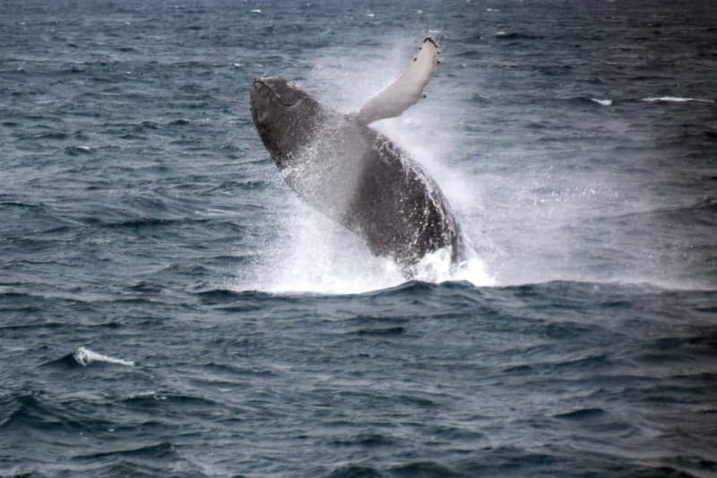 Reykjavik: Whale Watching Express - Key highlights at a glance