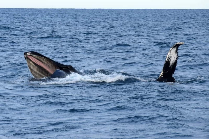 Reykjavik: Whale Watching Express - Fast, modern whale watching from Reykjavik’s Old Harbor