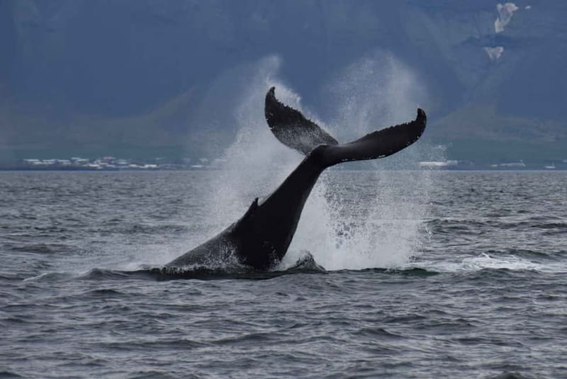Reykjavik: Whale Watching Express - The express boat: outside decks, inside shelter, and Wi‑Fi