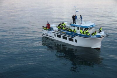 Reykjavik: Whale Watching Express - From the harbor to the whales: why the express timing matters