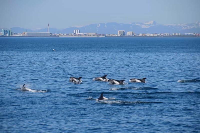 Reykjavik: Whale Watching Express - Who you’ll learn from: guides, species spotting, and onboard explanations
