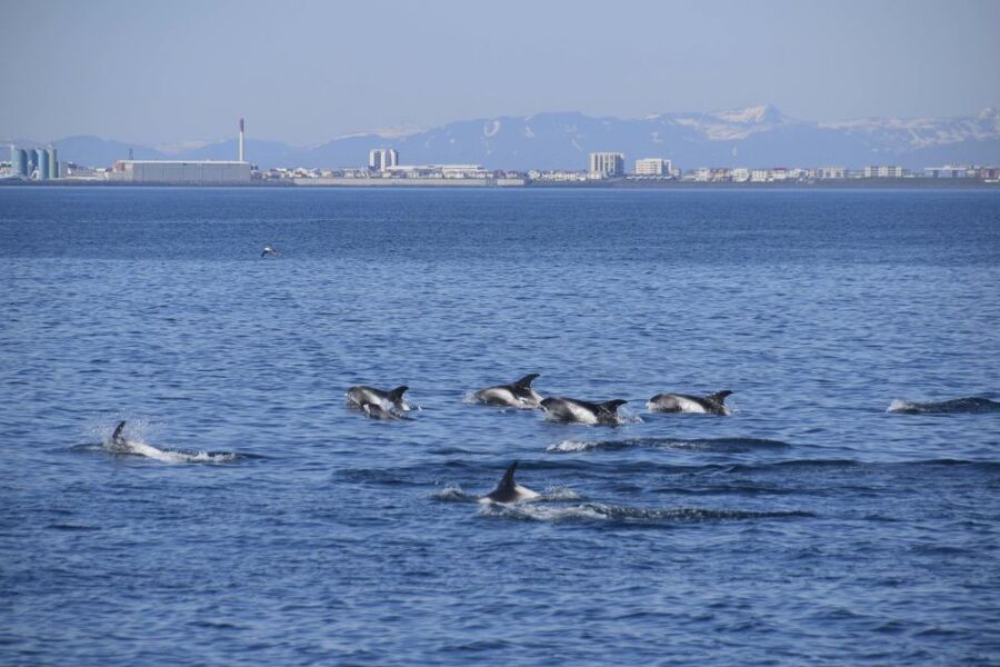 Reykjavik: Whale Watching Express - What to wear: wind, spray, and the warm-overalls system