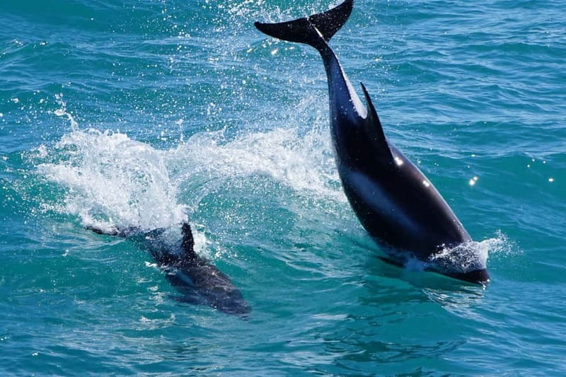 Reykjavik: Whale Watching Express - What you’ll likely see: a realistic menu of marine life