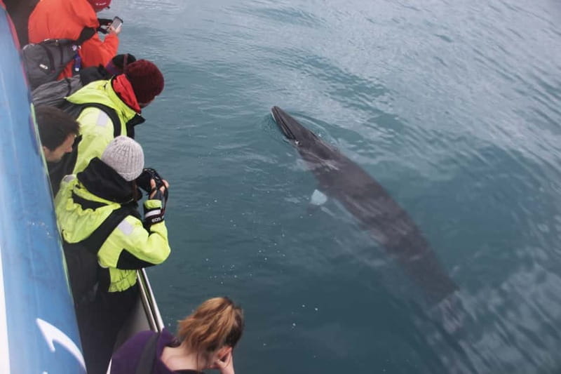 Reykjavik: Whale Watching Express - Price and value: is $88 worth a 2-hour express run?