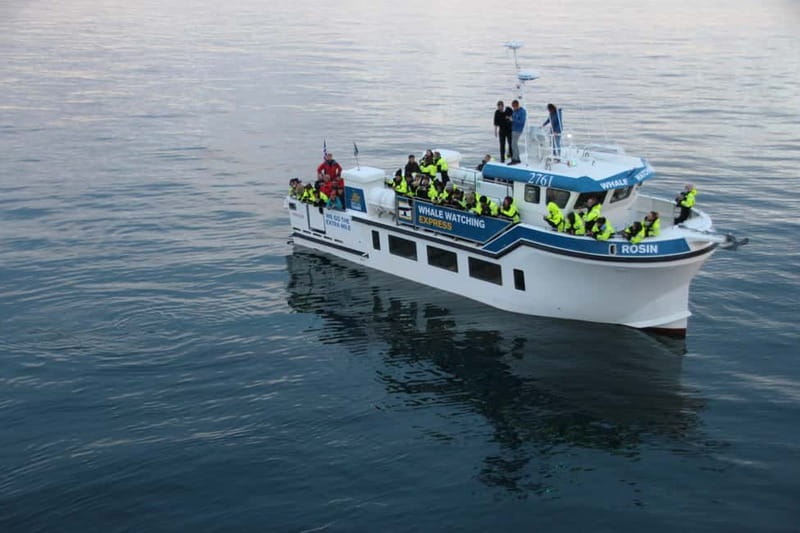 Reykjavik: Whale Watching Express - From the harbor to the whales: why the express timing matters