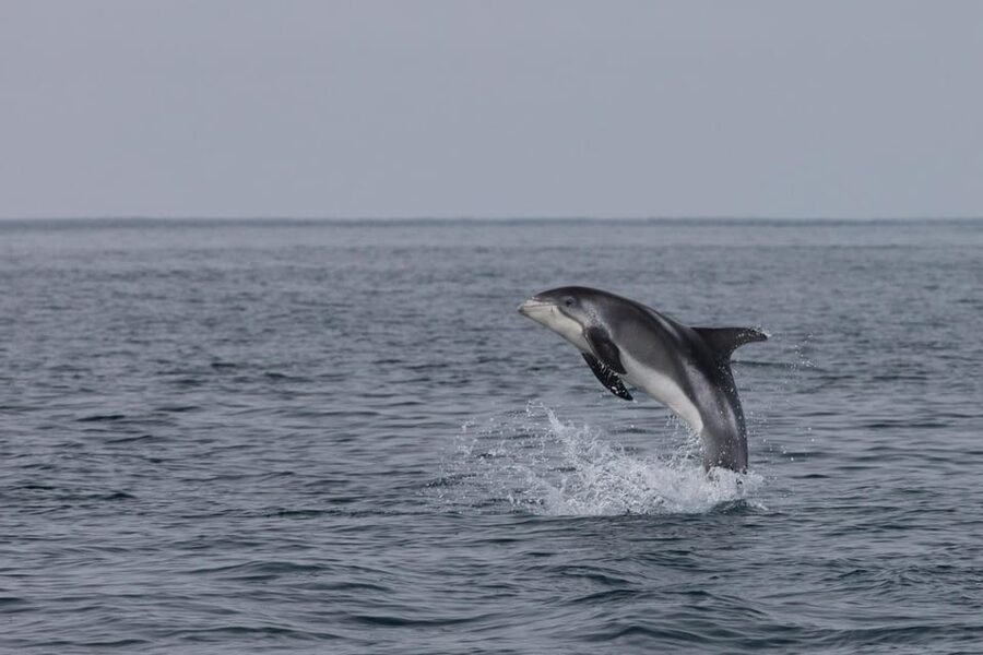 Reykjavik: Whale Watching & Lava Show - Quick hits before you go