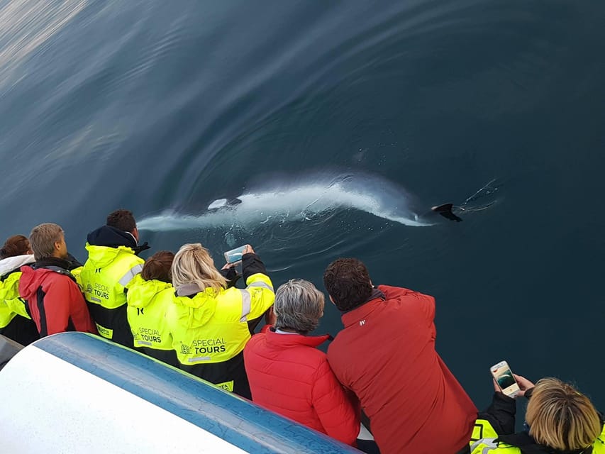 Reykjavik: Whale Watching & Lava Show - Whale watching out of Reykjavik: what you’re really signing up for