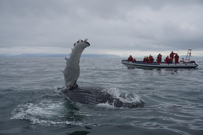 RIB Whale Watching Small-Group Boat Tour from Reykjavik - From Old Harbour to the bird islands: what this RIB day feels like