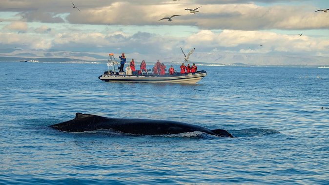 RIB Whale Watching Small-Group Boat Tour from Reykjavik - Warm coveralls, safety gear, and comfort on a bumpy day