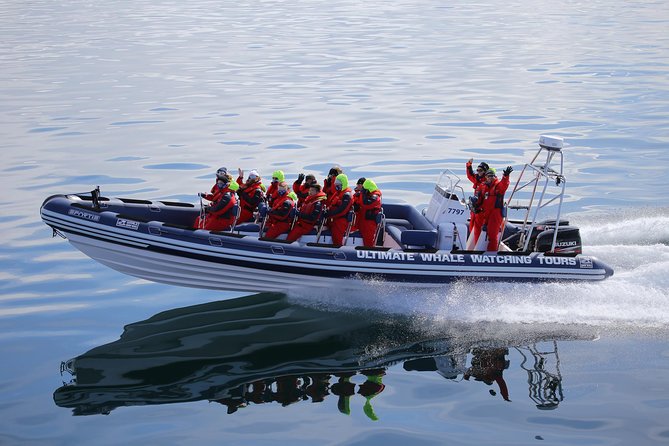 RIB Whale Watching Small-Group Boat Tour from Reykjavik - Price and value: why $208 feels fair for this format