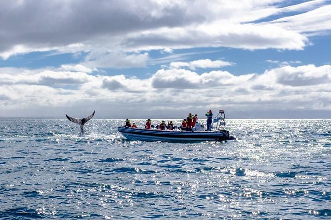 RIB Whale Watching Small-Group Boat Tour from Reykjavik - How to set expectations for whale sightings (and when you’ll get a redo)