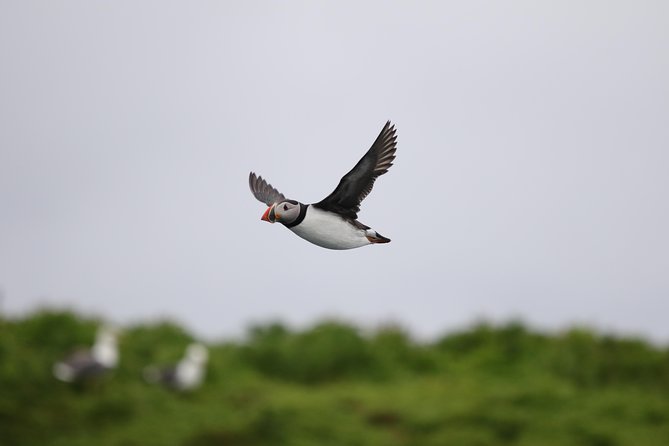 RIB Whale Watching Small-Group Boat Tour from Reykjavik - What to wear and bring so your day stays fun