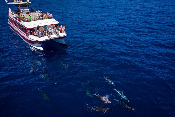 Royal Delfin - 2Hour Sustainable Dolphin & Whale Watching Mini Cruise - Where you’ll start on Tenerife (and why timing matters)