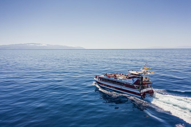 Royal Delfin 3H Dolphin & Whale Watching! Swimming & Lunch! - Key things to know before you go