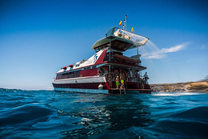 Royal Delfin 3H Dolphin & Whale Watching! Swimming & Lunch! - Royal Delfín Catamaran: Underwater Windows That Change the Game