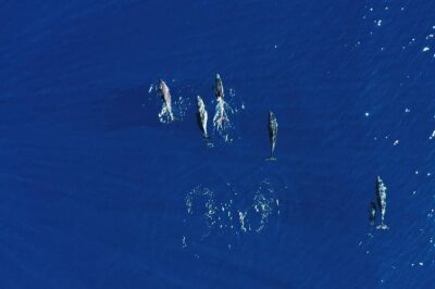 Royal Delfin 3H Dolphin & Whale Watching! Swimming & Lunch! - The 3-Hour Route From Costa Adeje to Diego Hernandez Bay