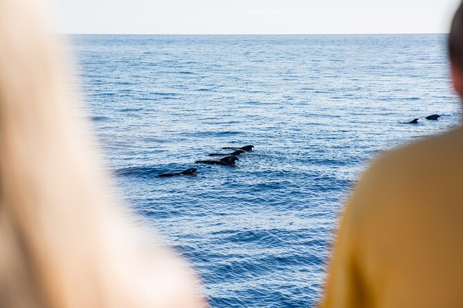 Royal Delfin 3H Dolphin & Whale Watching! Swimming & Lunch! - Lunch and Drinks on Board: Convenient, But Keep Expectations Grounded