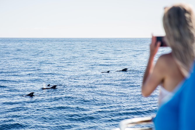Royal Delfin 3H Dolphin & Whale Watching! Swimming & Lunch! - Seating, Deck Access, and Getting Good Wildlife Views