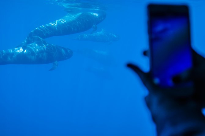 Royal Delfin 3H Dolphin & Whale Watching! Swimming & Lunch! - Meeting Point, Timing, and How to Prepare