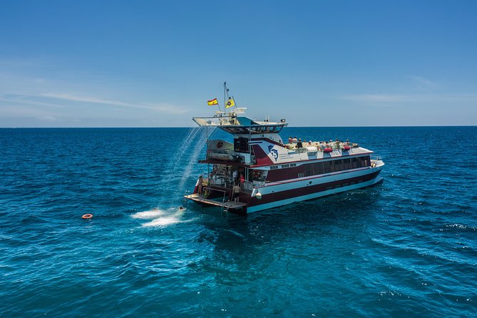 Royal Delfin 3H Dolphin & Whale Watching! Swimming & Lunch! - Who This Tour Is Best For