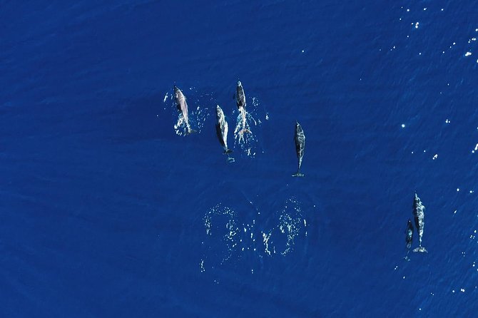 Royal Delfin 3H Dolphin & Whale Watching! Swimming & Lunch! - The 3-Hour Route From Costa Adeje to Diego Hernandez Bay