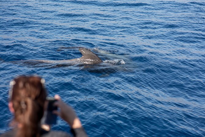 Royal Dolphin Whale watching excursion - Underwater windows and deck views: the best way to spot dolphins and whales