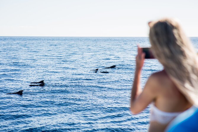 Royal Dolphin Whale watching excursion - The time on the water: what to expect from the 2-hour cruise