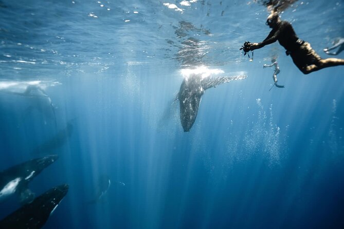 Sacred Experience Swimming with a Whale in Moorea - Key Things I’d Mark on Your Itinerary