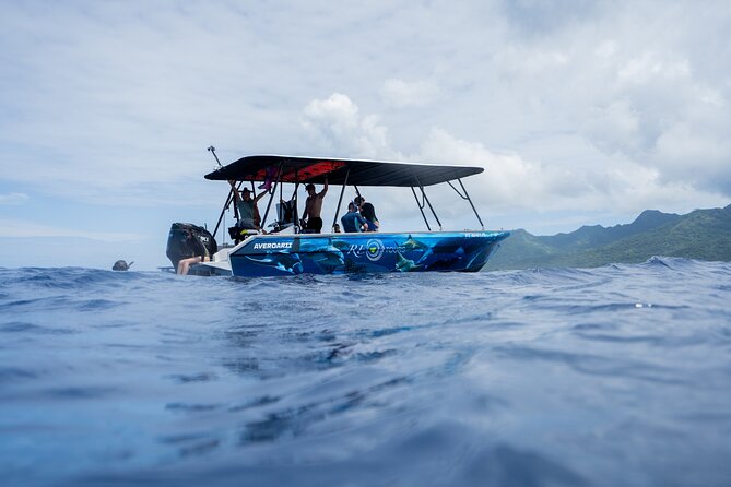 Sacred Experience Swimming with a Whale in Moorea - Price and Value: $157.90 for a Limited, Guided Encounter
