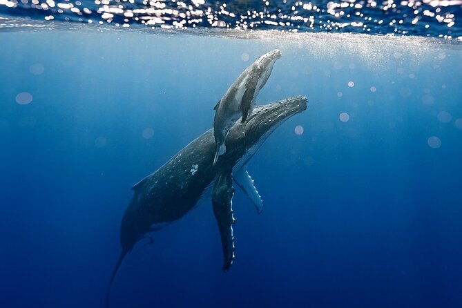 Sacred Experience Swimming with a Whale in Moorea - What the 4-Hour Format Feels Like (And Why Timing Matters)