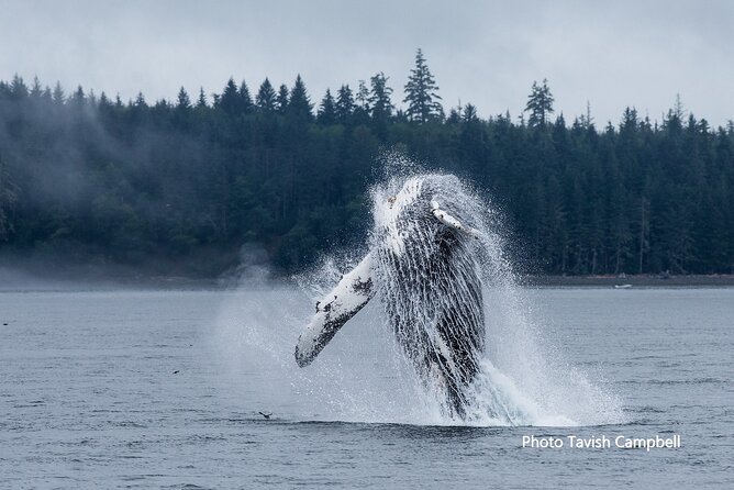 Salish Sea Whale Watching Tour in Campbell River - Salish Sea Whales From a Small Boat With Indoor Comfort