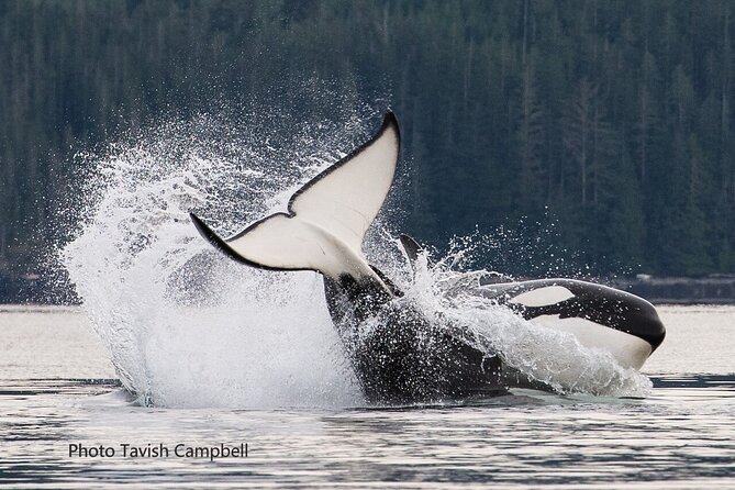 Salish Sea Whale Watching Tour in Campbell River - Meeting at Homalco in Campbell River: where to start