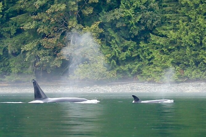 Salish Sea Whale Watching Tour in Campbell River - Wildlife search: orcas, dolphins, humpbacks, and more