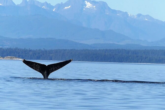 Salish Sea Whale Watching Tour in Campbell River - Deck vs cabin: how to choose where to stand