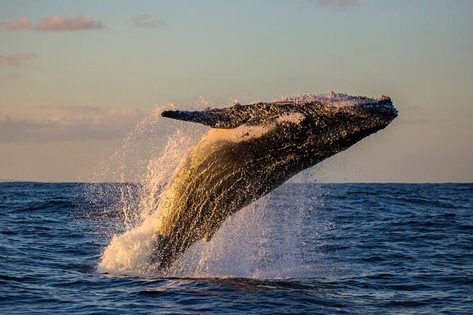 Samaná Experience Whale – The Lemon Waterfall & Bacardi Island - Punta Cana to Samaná: What This Day Is Really About