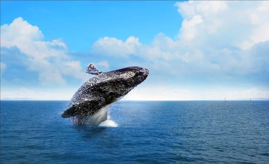 Samana: Whale Watching and Cayo Levantado Full Day Tour - Key Highlights Worth Prioritizing