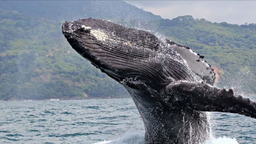 Samana: Whale Watching and Cayo Levantado Full Day Tour - Humpbacks in Samana Bay: Why This Season Works