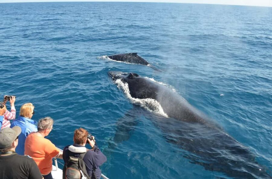 Samana: Whale Watching and Cayo Levantado Full Day Tour - On the Boat: Comfort, Snacks, and Photo Opportunities