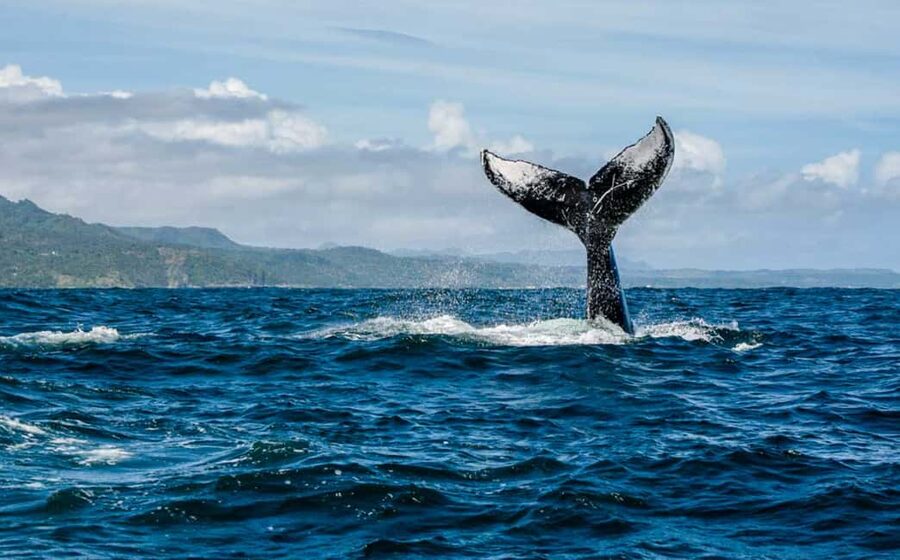 Samana: Whale Watching and Cayo Levantado Full Day Tour - Price and Value at $6: What You’re Paying For (and What to Watch)