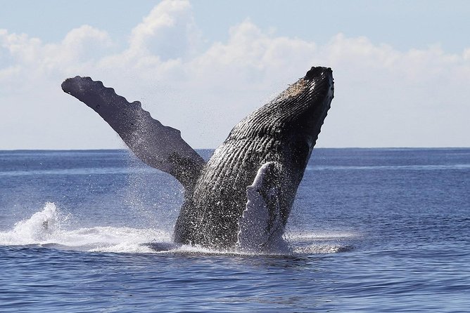 Samaná Whale Watching + Cayo Levantado (Bacardi Island). - Whale Watching in Samaná Bay: getting to the action
