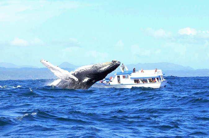 Samaná Whale Watching + Cayo Levantado (Bacardi Island). - Who this trip suits best