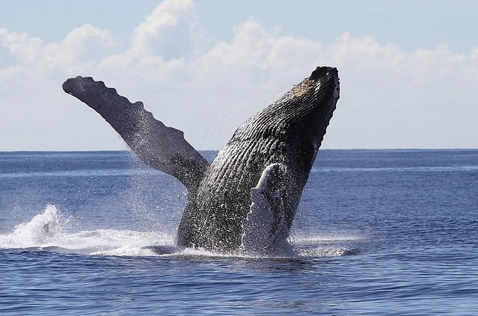 Samaná Whale Watching + Cayo Levantado (Bacardi Island). - Should you book Samaná whales plus Cayo Levantado?