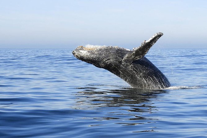 Samana Whale Watching + Cayo Levantado ( Bacardi Island) with Lunch by Locals - Guides, whale-spotting strategy, and what to listen for